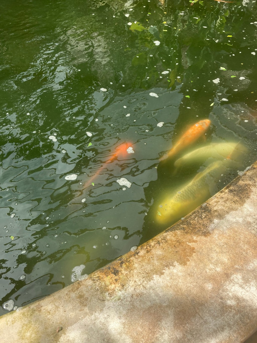 Sorry but action supports&nbsp;manifestation